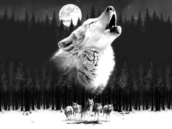 Борз; Борз сана майра; - Волк; Храбрый как волк.