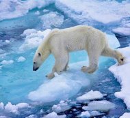 Международный форум обсудит вопросы по развитию Арктической зоны России