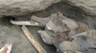 Под Омском найдены гигантские доисторические кости
