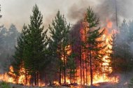 Народный фронт призывает власти Иркутской области вернуться к исполнению своих обязанностей по ликвидации пожаров