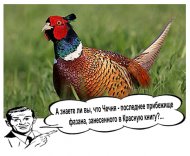 А знаете ли вы, что Чечня - последнее прибежище чистокровного "аборигенного фазана"?