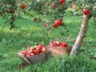 Сады интенсивного типа заложат в Карачаево-Черкесии