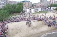 В России купающиеся слоны на пляже вызвали фурор
