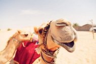 На курорте России нашли беспризорных верблюдов