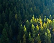 Советом Федерации одобрен закон о «лесной амнистии»