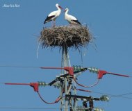 Специалисты АО «Чеченэнерго» установят птицезащитные устройства на ЛЭП