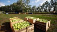 Двоюродный брат Медведева принялся выращивать яблоки