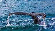 Россия: крупный гренландский кит застрял в устье реки