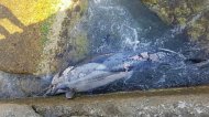 Россия: на известном пляже обнаружен мертвый дельфин