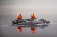 Застрявший кит в реке России: новые подробности