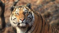 Житель России убил краснокнижного амурского тигра