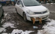В России депутат несколько дней ездил с трупом собаки, застрявшим в бампере