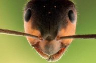 Найдены муравьи, которые взрываются