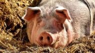Полиция Канады проиграла свинье