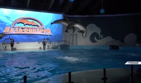 Грозненский дельфинарий принимает своих первых посетителей