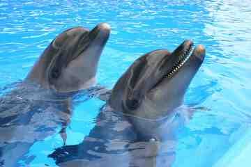 Масштабный «Грозненский дельфинарий» открыт в Чечне