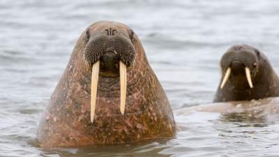 На Аляске зафиксировали массовое нашествие моржей