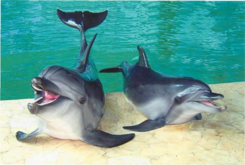 Грозненский дельфинарий принимает своих первых посетителей. (Видео)