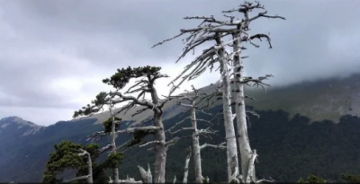 Ученые нашли самое старое дерево Европы