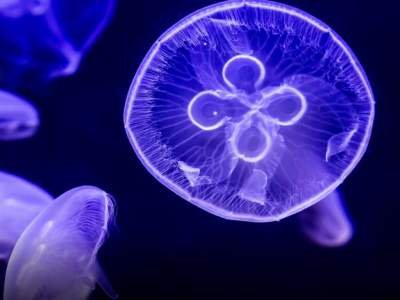Ученым удалось сделать чипсы из медуз