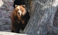 В США  медведя застукали за необычным времяпрепровождением