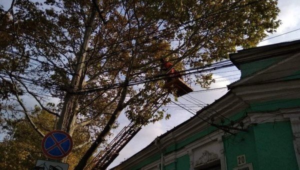 КРЫМ. Более 3,7 тыс симферопольских деревьев признаны аварийными