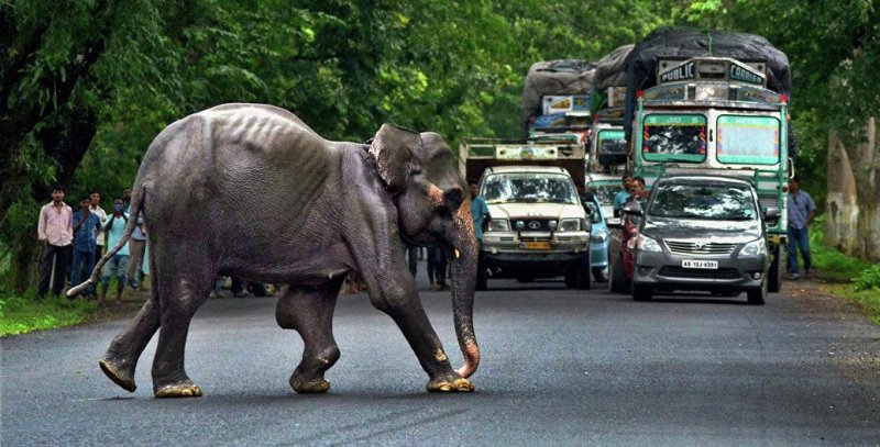 В Индии слон напал на автомобиль с туристами