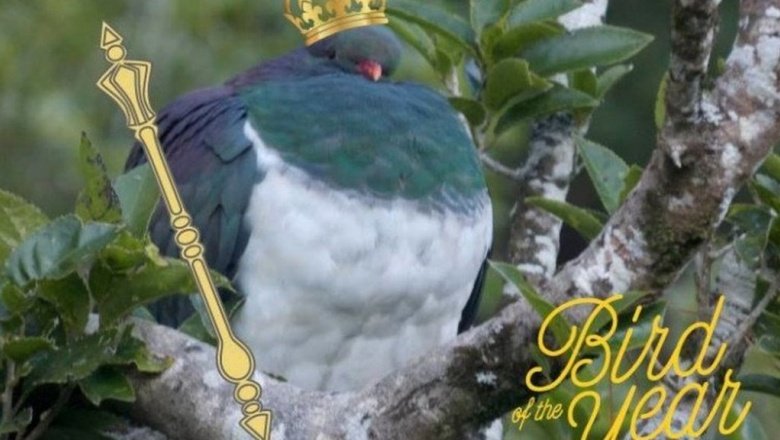 В Новой Зеландии пьяный голубь стал птицей года