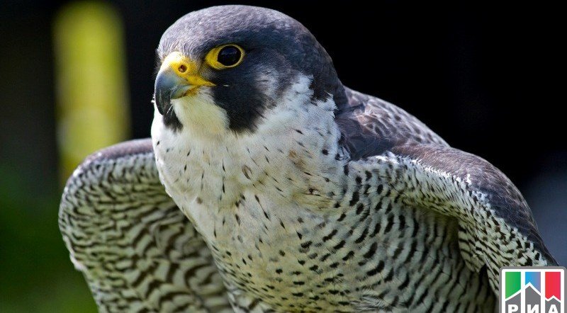ДАГЕСТАН. На таможенном посту в Дагестане найдены контрабандные хищные птицы