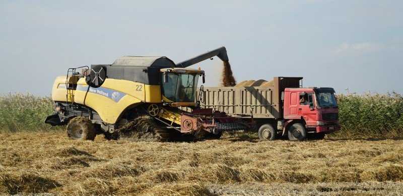 ДАГЕСТАН. Урожай риса и кукурузы в Дагестане превысил показатели прошлого года