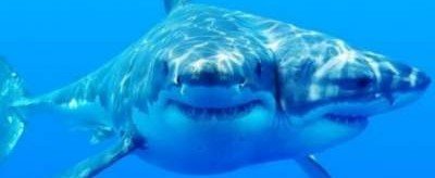 Испанские биологи обнаружили двуглавую акулу
