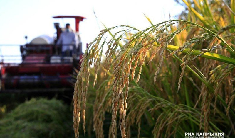 КАЛМЫКИЯ. Рисоводы Калмыкии в этом году собрали рекордный урожай