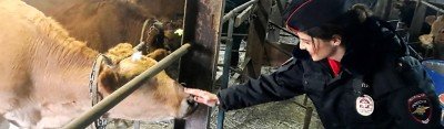 КБР. В Кабардино-Балкарии животным крепят световозвращающие бирки с домашним адресом