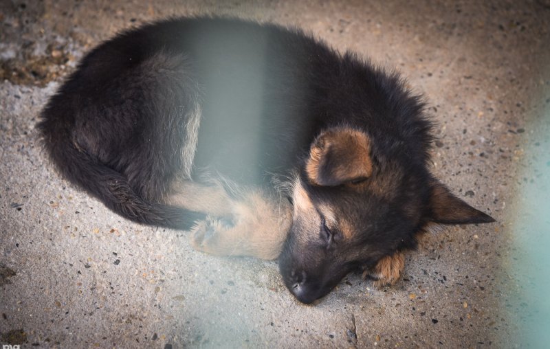 КРАСНОДАР. Власти Майкопского района опровергли сообщения о массовом отстреле бездомных собак