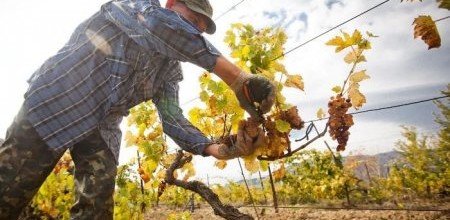 КРЫМ. «Массандра» собрала в этом году рекордный урожай винограда