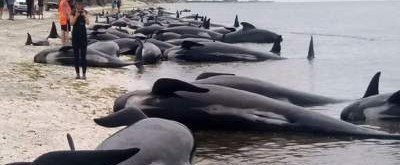 На берег Новой Зеландии выбросилось больше 140 дельфинов