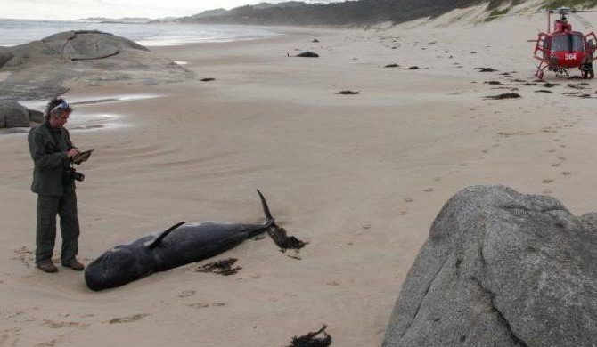 На юге Австралии на берег выбросились около 30 черных дельфинов и горбатый кит