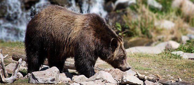 На Камчатке медведь убил подростка