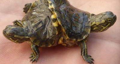 На Кубе нашли живую двухголовую черепаху