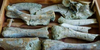 Найдены останки неизвестных динозавров