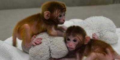 Найдены останки самой маленькой обезьяны в мире