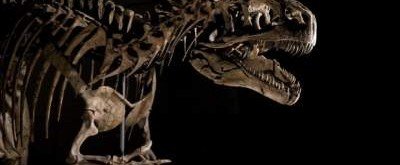 Стало известно, почему останки динозавров так хорошо сохранились