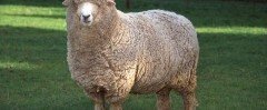 СТАВРОПОЛЬЕ. Австралийские «гости» помогут увеличить объемы производства шерсти и баранины