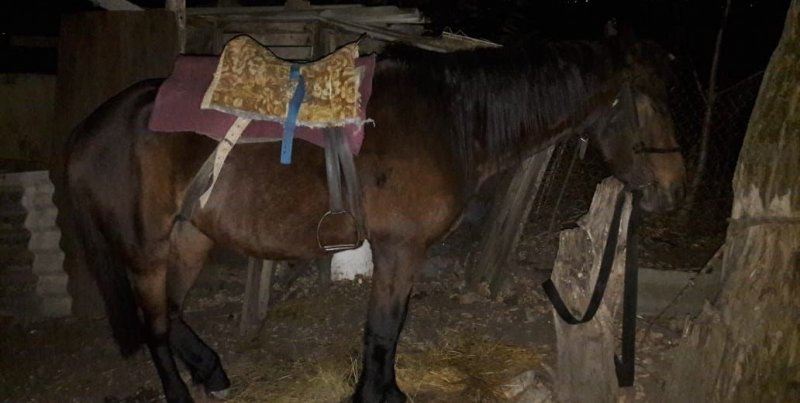 СТАВРОПОЛЬЕ. В Ставропольском крае задержали подозреваемого в краже лошади