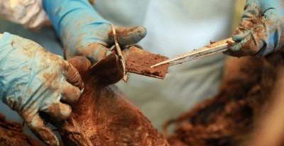 Ученые нашли останки мамонта с шерстью