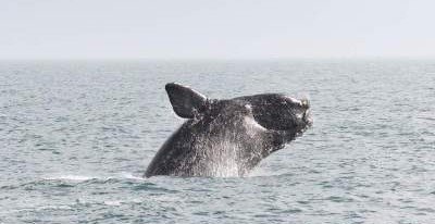 В Атлантике один из видов морских млекопитающих находится под угрозой исчезновения