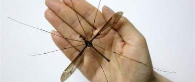 В Китае нашли комара размером с человеческую ладошку