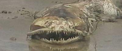 В Мексике нашли останки морского чудовища