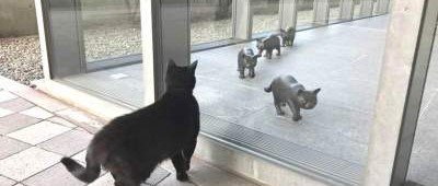 В один из музеев Японии начали массово стремиться кошки