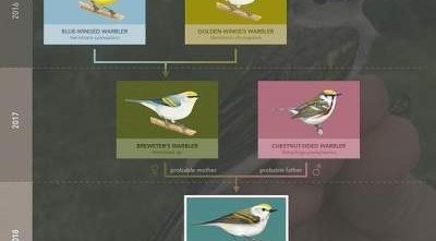В Пенсильвании замечена птица-гибрид трех видов